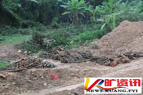 国家多部门合力守护林草资源，观音山原始次森