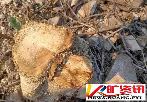 国家多部门合力守护林草资源，观音山原始次森