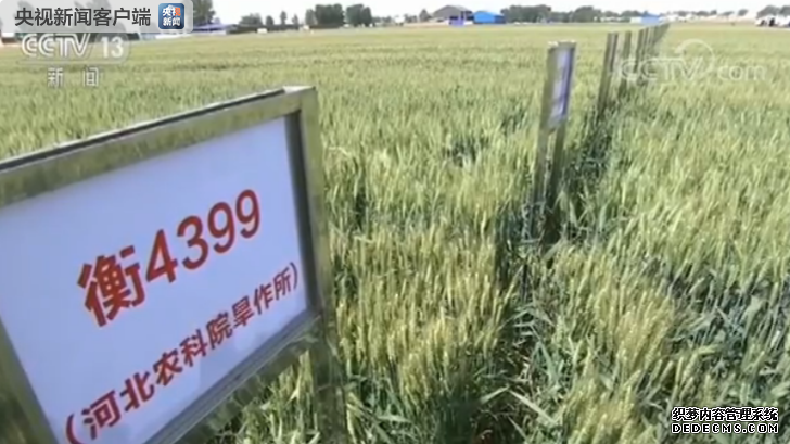 中国小麦育种再突破 7个节水小麦品种发布