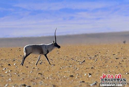 “生态高地”青海多地颁旅游“谢客令”